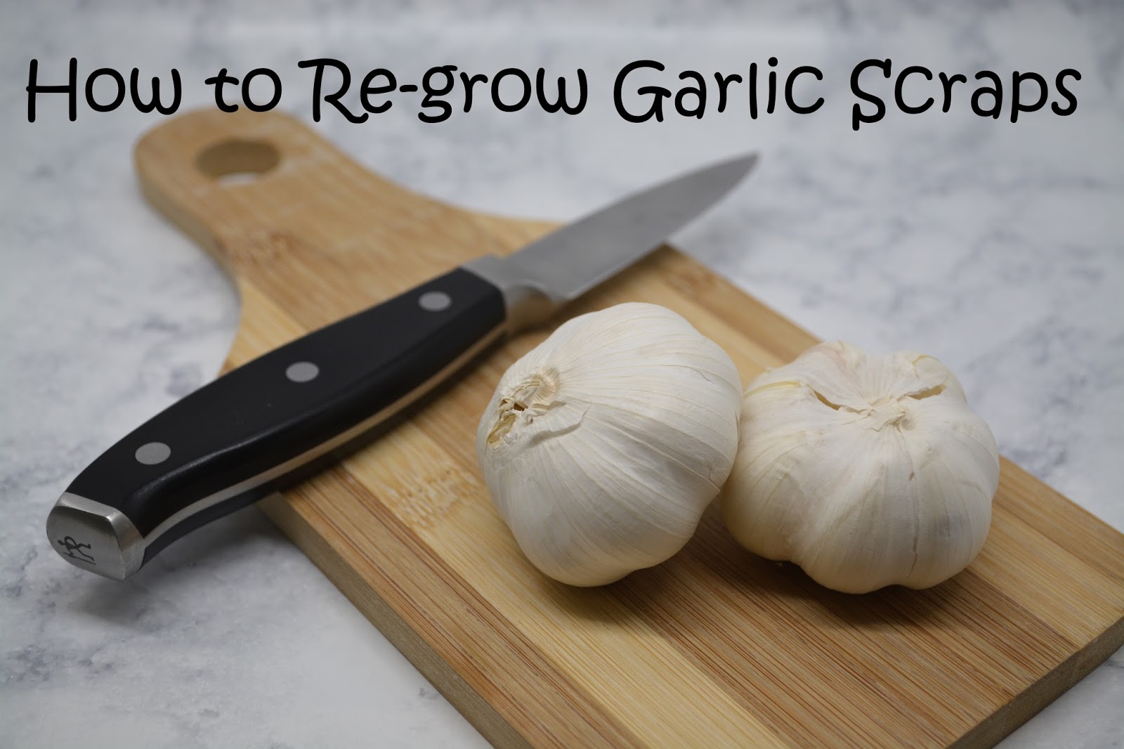 Classy Event Organizer How to ReGrow Garlic Scraps