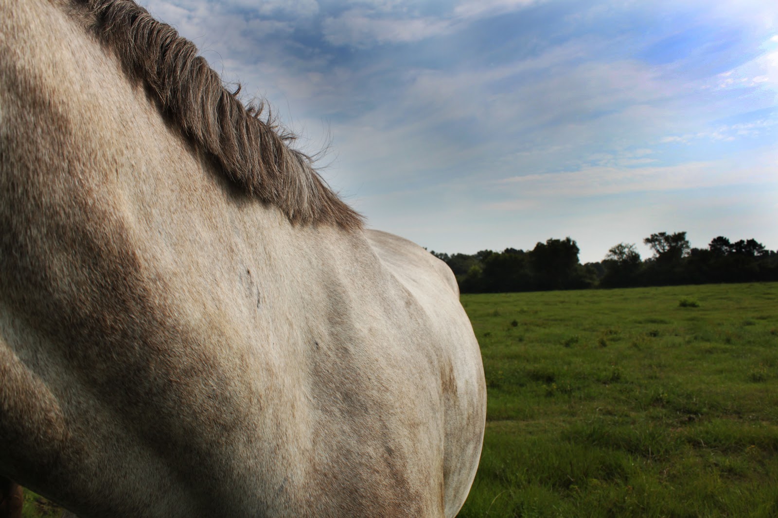 Springstone Horses J'Adore WW