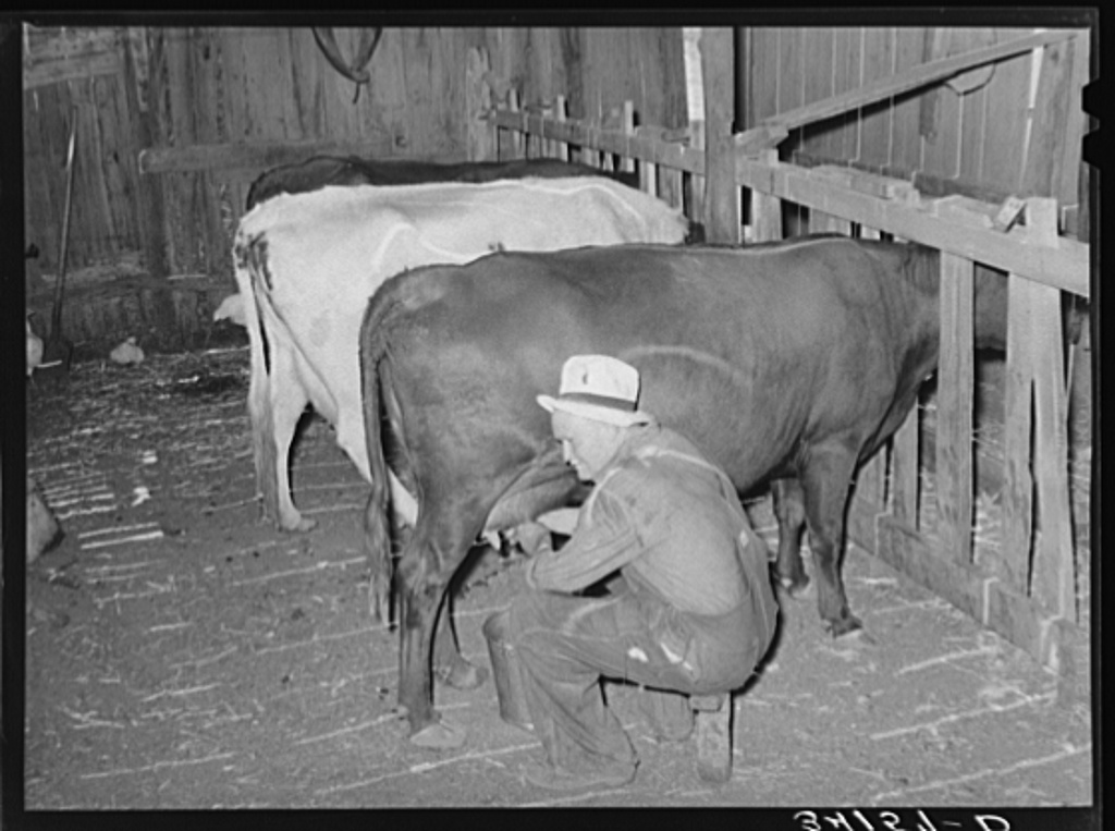 Milking Cows Colorado 1939 Big Picture Agriculture