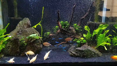 20-gallon community tank eating live BBS