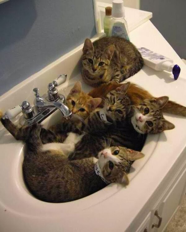 Funny cats - part 92 (40 pics + 10 gifs), cats orgy in the sink