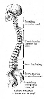 colonne vertébrale