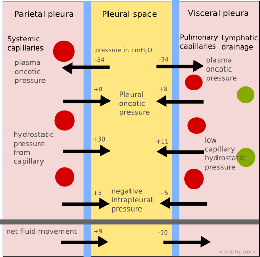 Pleural Cavity Pressure