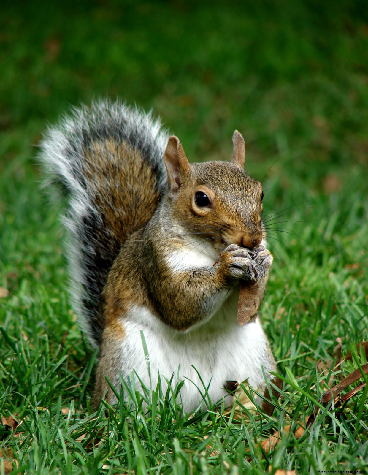 Kentucky State Animal Gray Squirrel