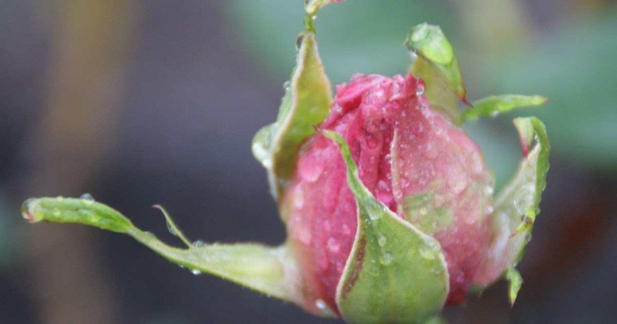 Organic Garden Dreams January Roses