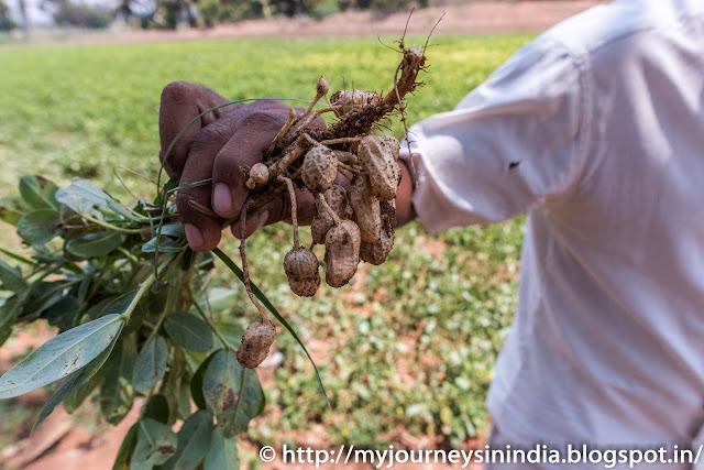 Ground Nut field of North Karnataka