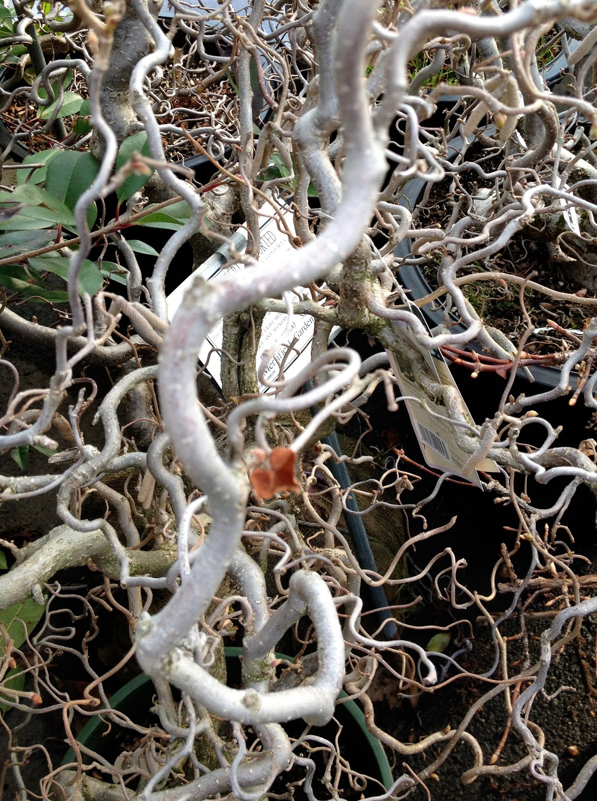 Petals In Prose Crafty! The twisted Walking Stick a Love Tree