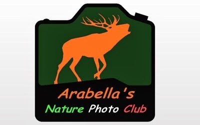 Arabella's member