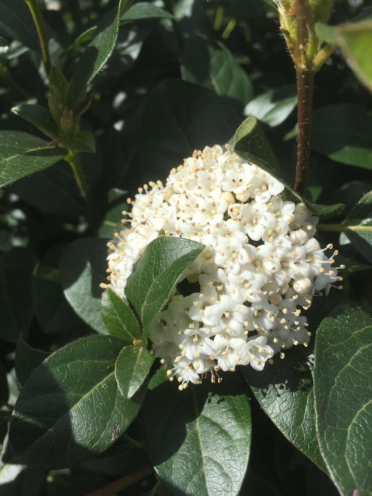 Viburnum Tinus For A Border