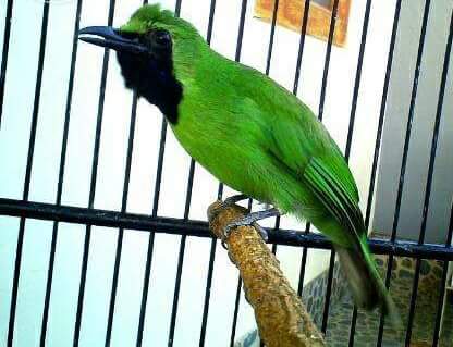 Mengatasi Cucak Ijo Terlambat Panas Burung Muda Beng