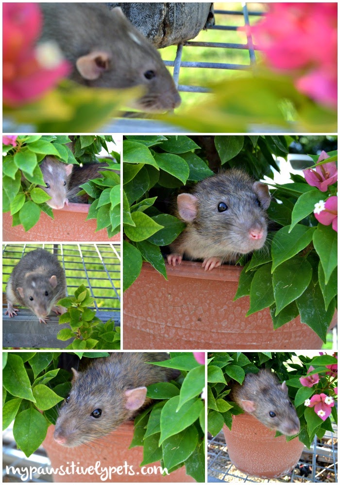 Exploring the Outdoors Pawsitively Pets