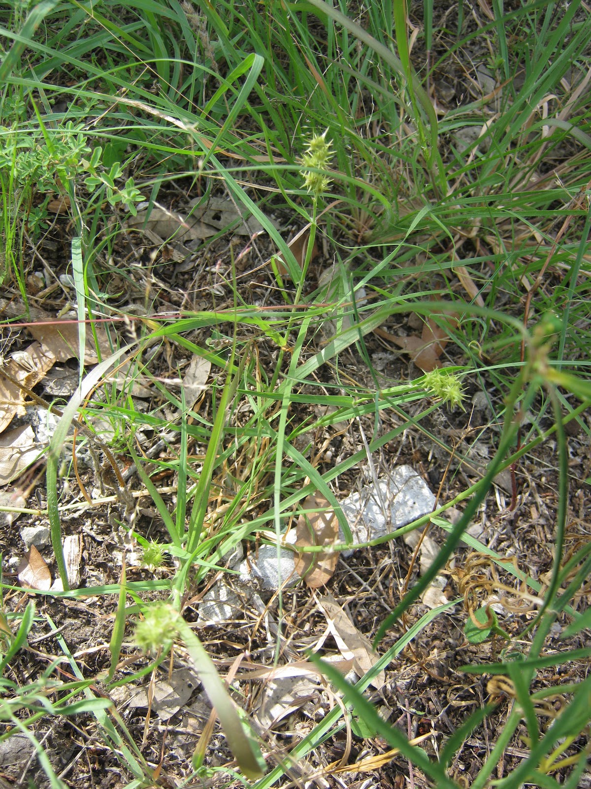 on a hays county hill Stickers and Dad