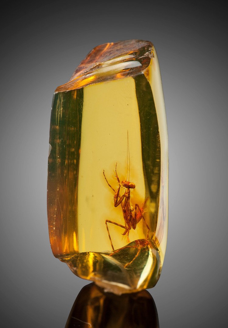 Over 20-Million-Year-Old Praying Mantis Was Perfectly Preserved In An Amber