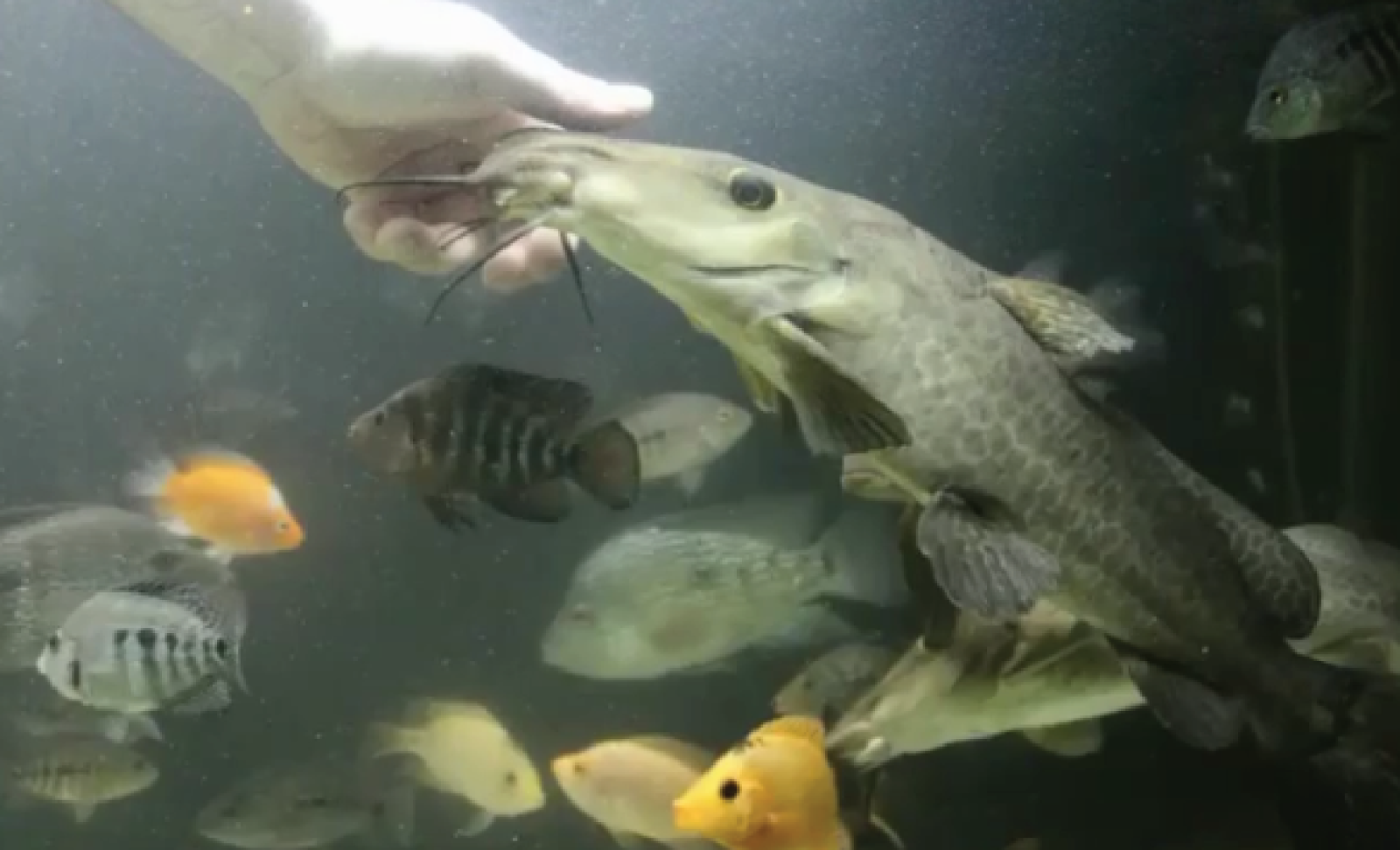 Giraffe Catfish Si Ikan Lele Unik Berbibir Dower Nakama Aquatics