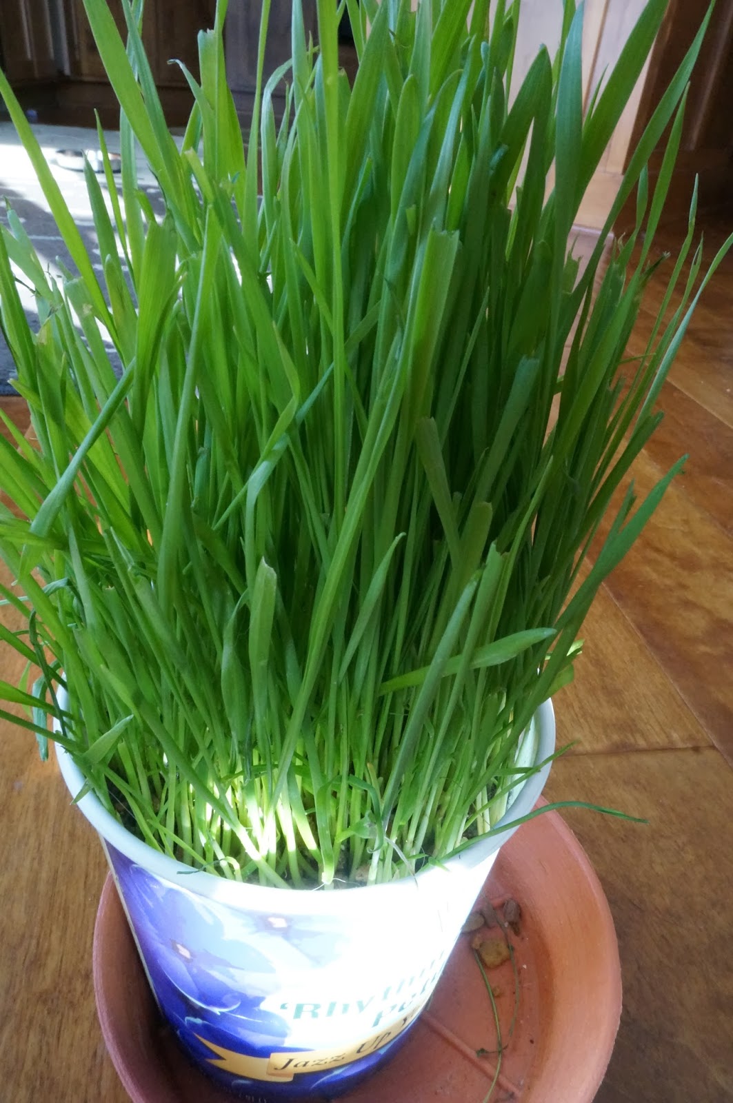 Cats On The Homestead Growing Wheat Grass For The Cats and Dogs 