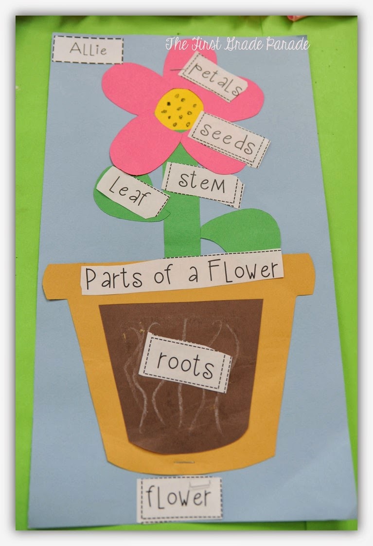 Plants Aplenty! | The First Grade Parade | Bloglovin’