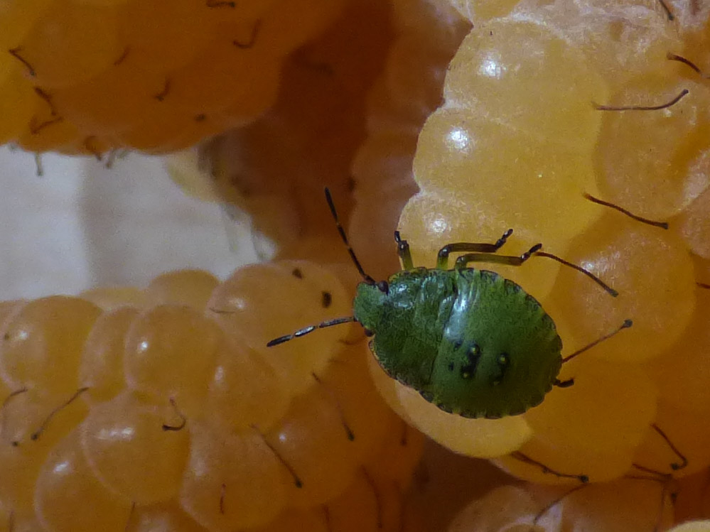 Our Plot at Green Lane Allotments Baby Shield bug