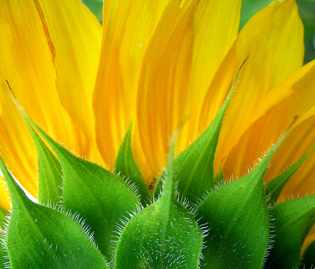The Strange History of the Sunflower Kuriositas