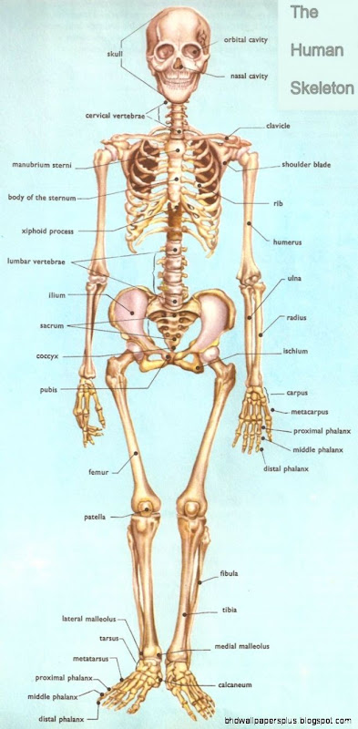 Human Skeleton Bones Anatomy
