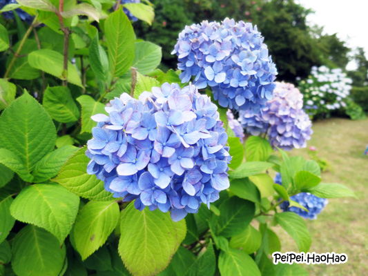 The Petalsweet Blog Hydrangea Tutorial Part One By Petalsweet Cakes