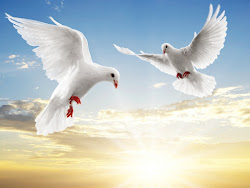 flying dove birds doves bird pair heaven flight fly pigeon grip amidst brightness background heart