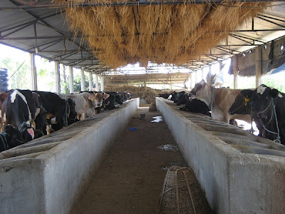 Business Research on "Cow Farming"
