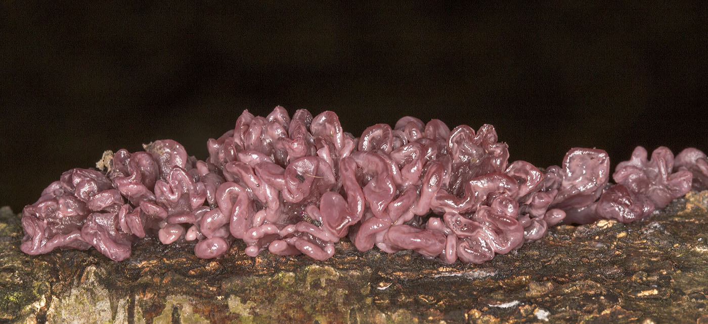 Ascocoryne sarcoides, Purple Jellydisc.   Farningham Wood, 28 November 2013.