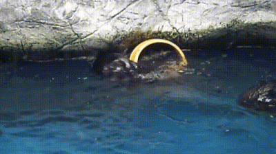 공중 목욕탕 민폐.gif : 클리앙