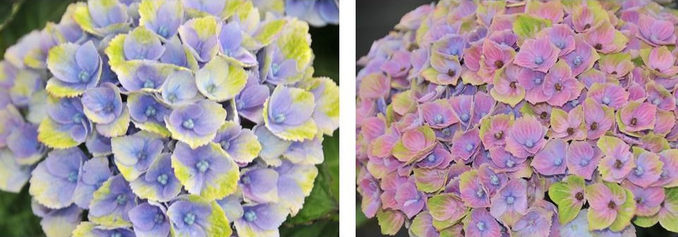 Davy S Louisiana Gardening Blog Pink Hydrangeas