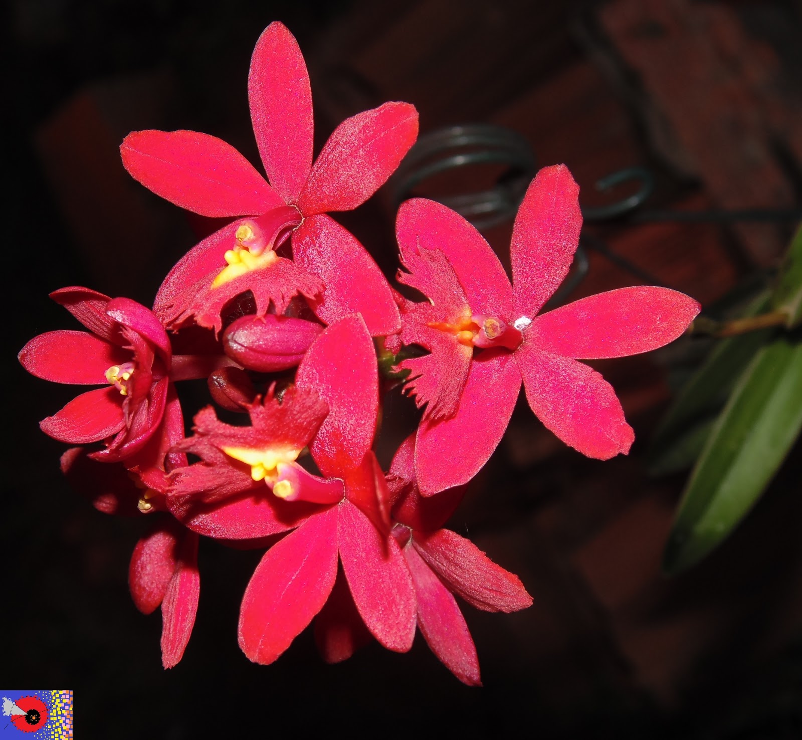 ORQUÍDEAS * BROMÉLIAS: 315 - Orquídea: Epidendrum ballerina 'fireball'