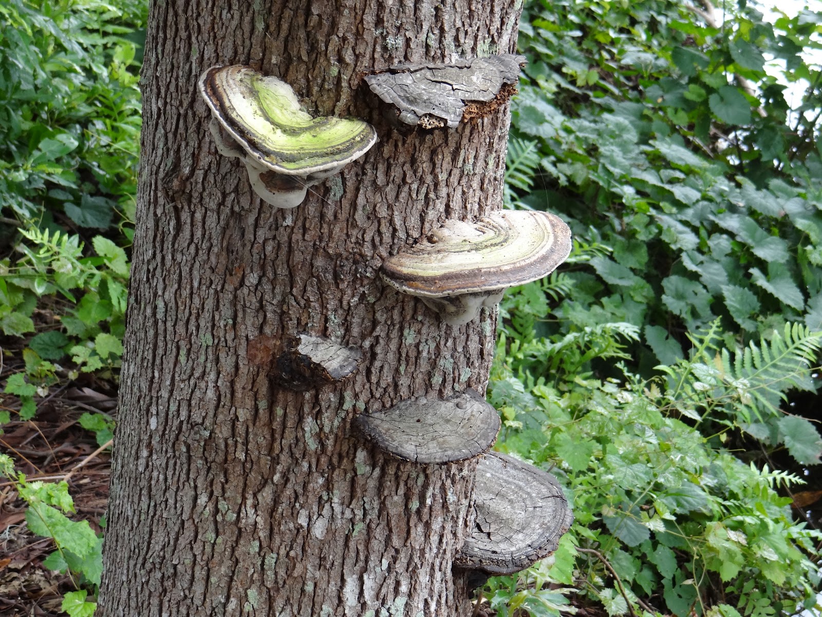 Feathers And Beaks Shelf Fungi