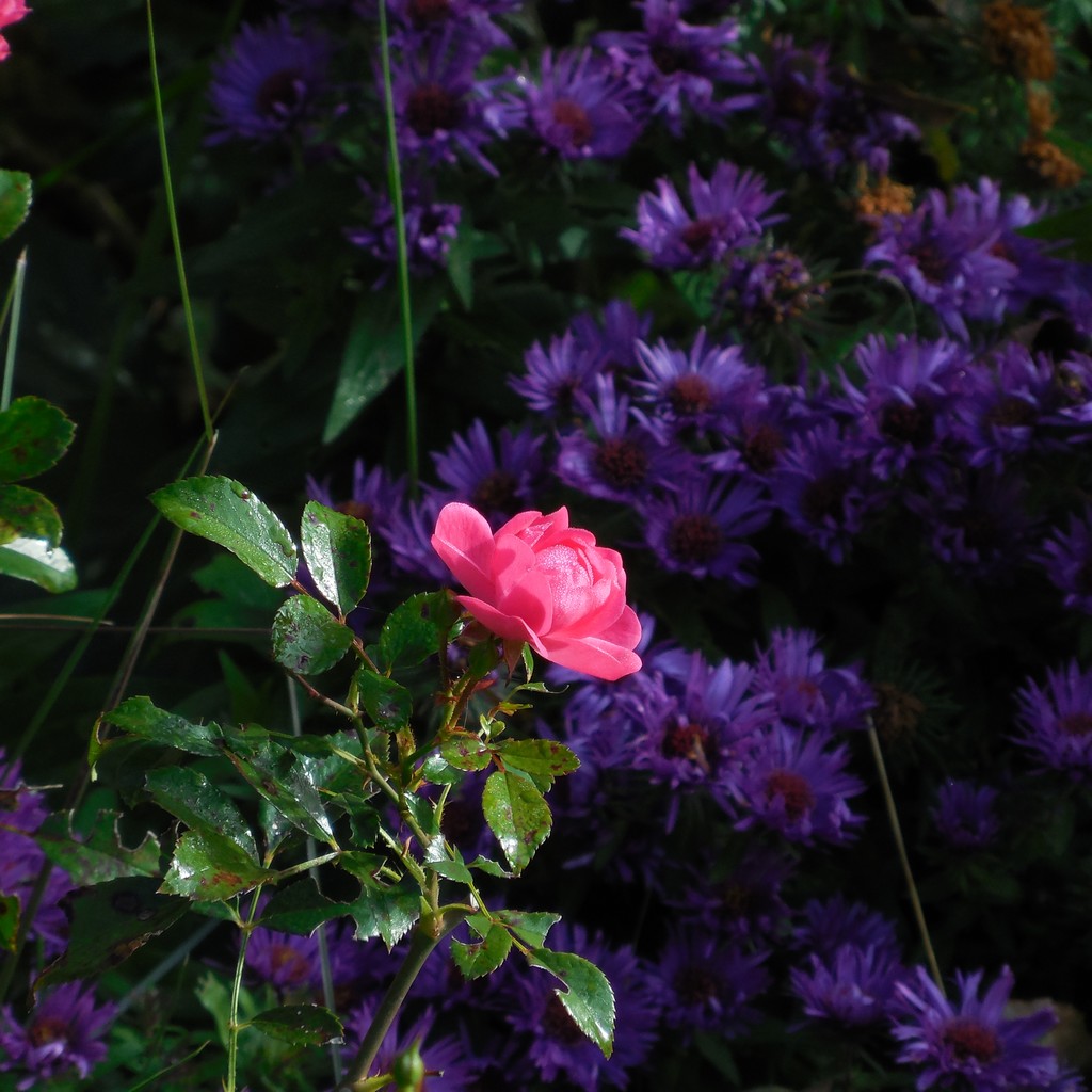 Adorable Abelia Steemit