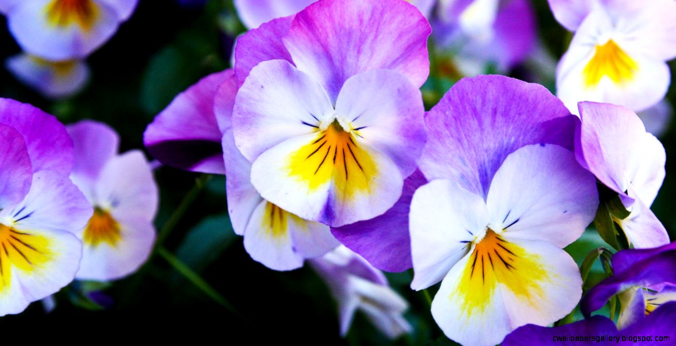 Images Of Purple Flowers