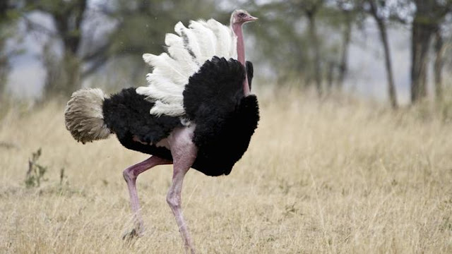 Why Ostrich can not Fly