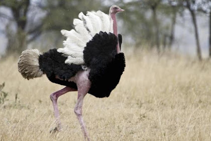 Why Ostrich can not Fly
