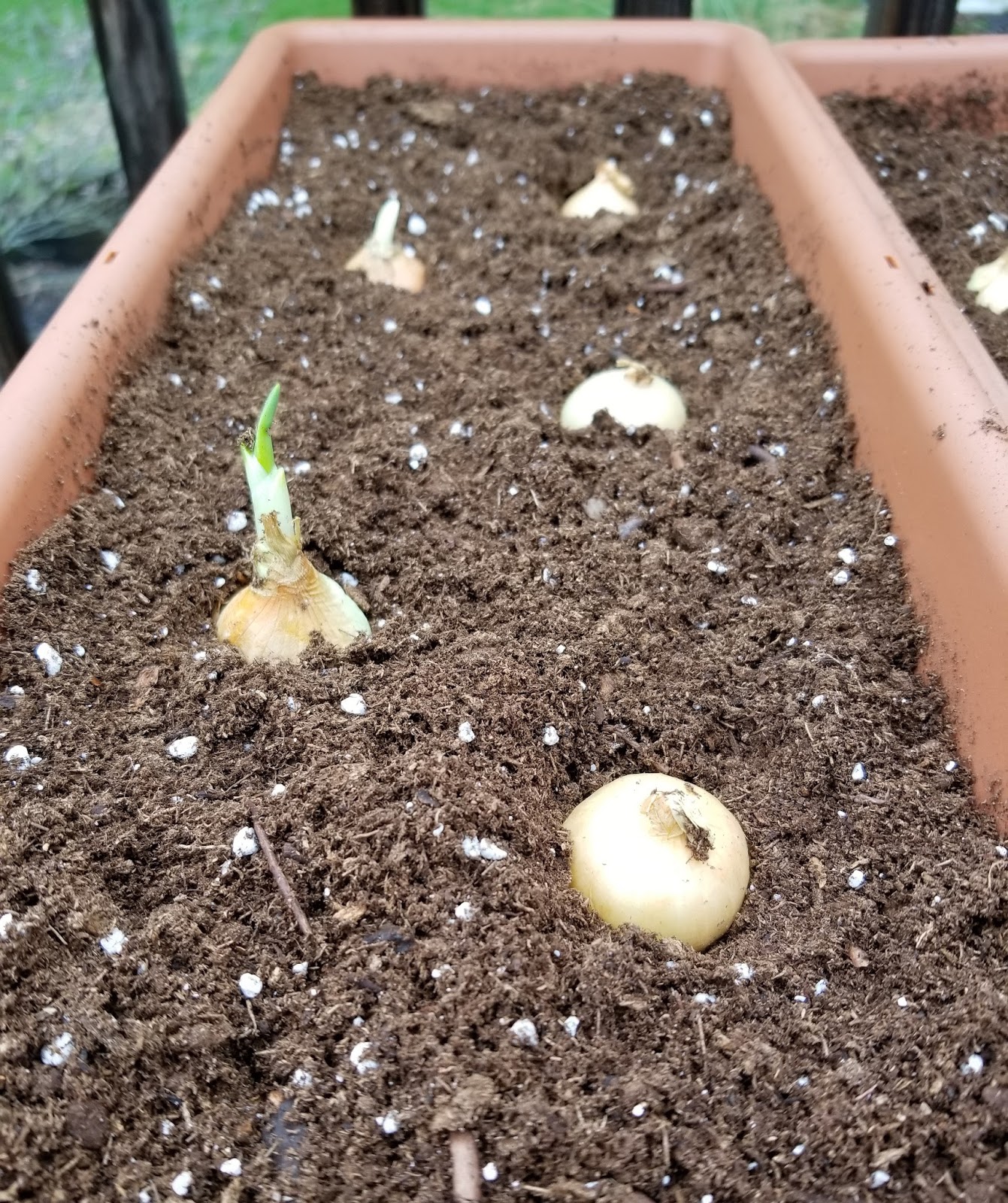 How To Plant Onion Sets