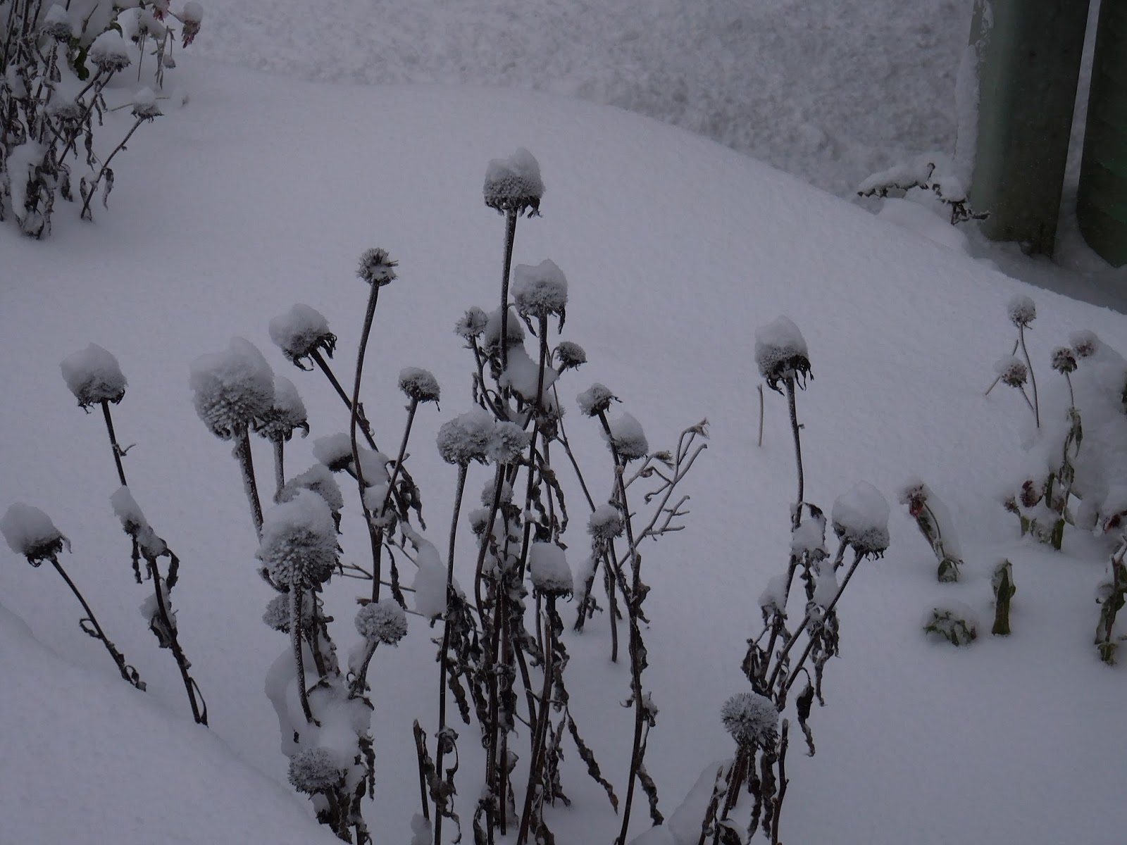 How And When To Prune Spirea The Garden Of Eaden