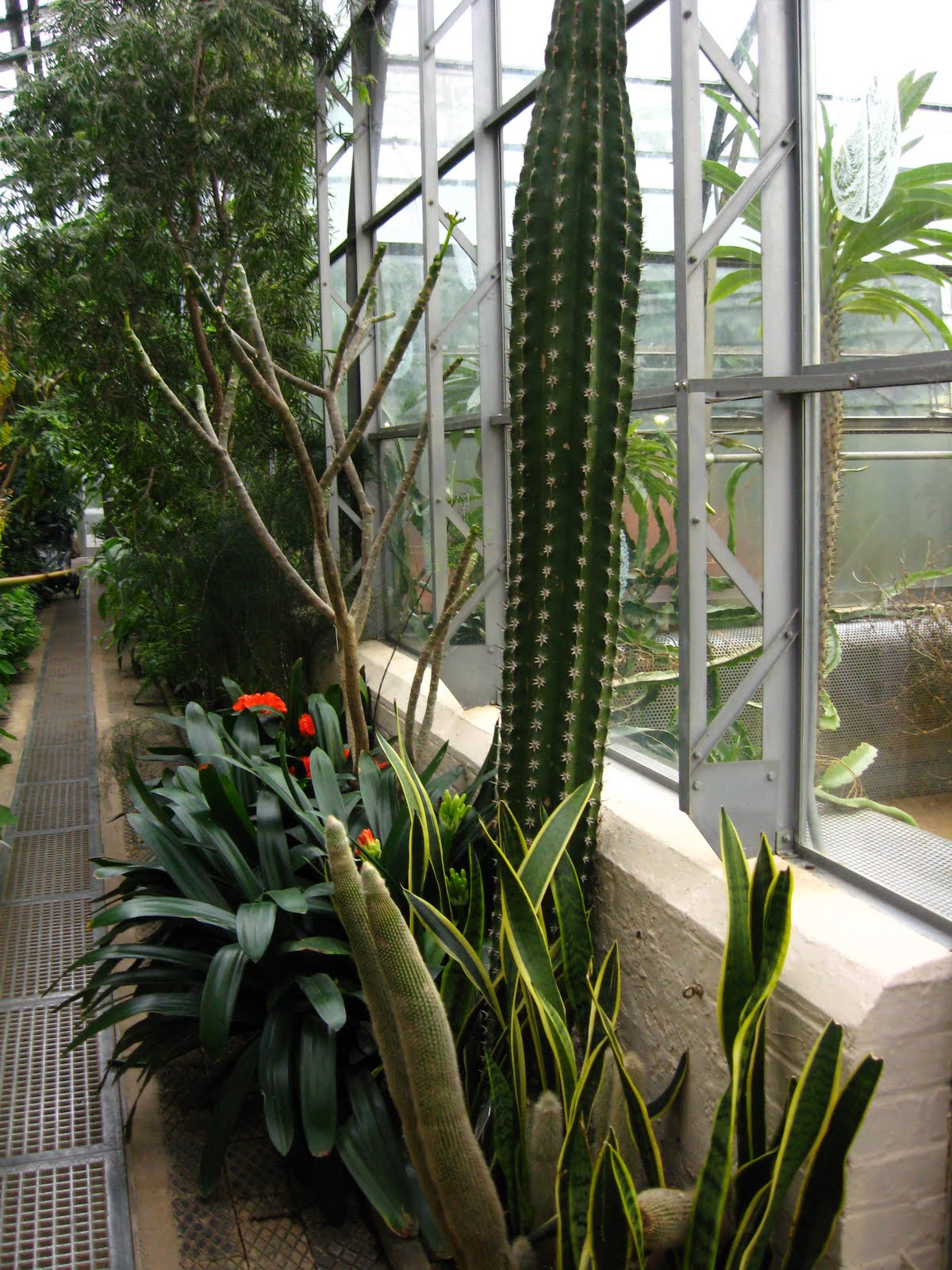HOME EDUCATION Plant Science 3 Plant Adaptations (Desert