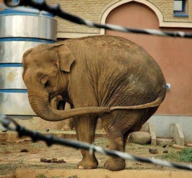 sad+elephant.jpg