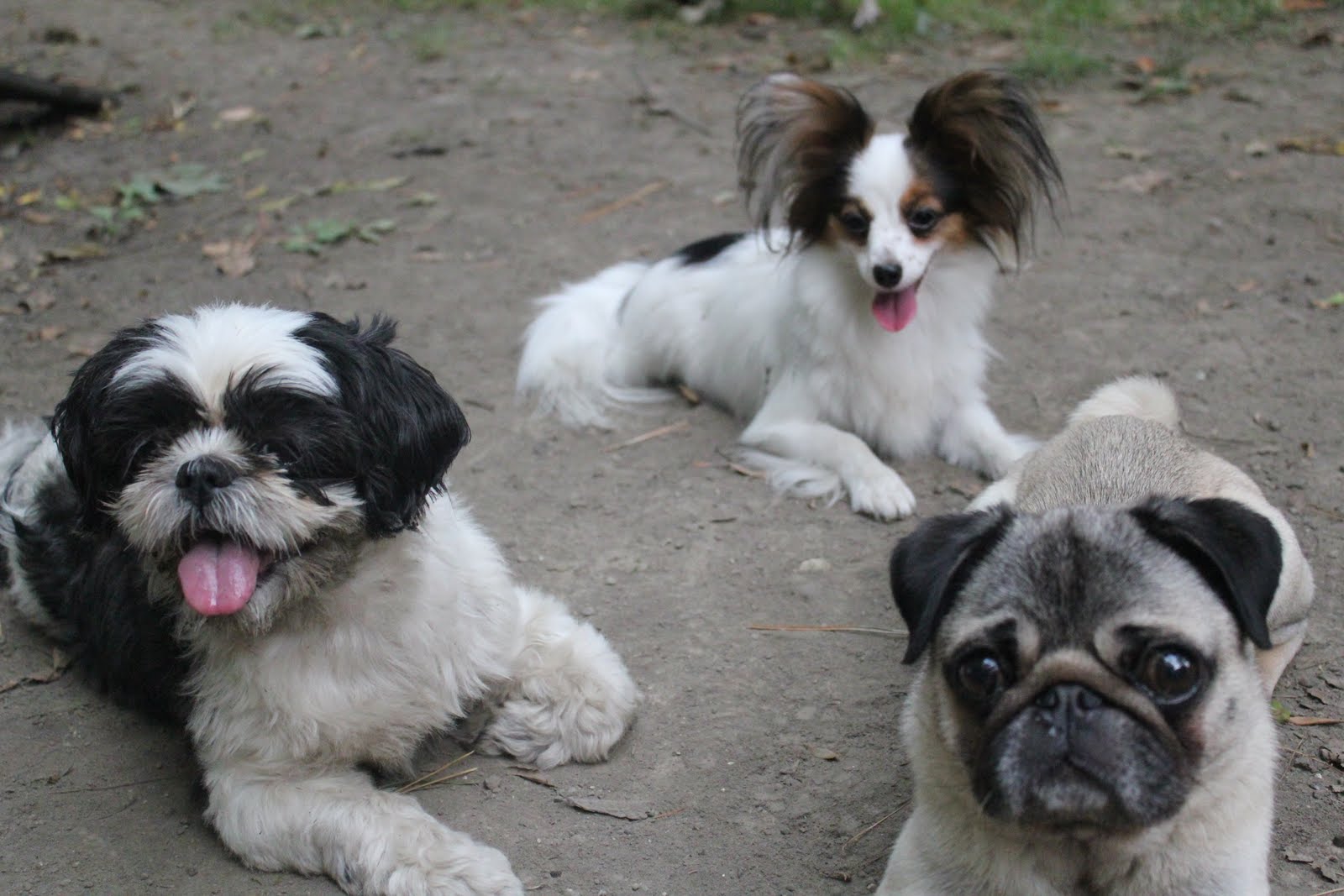 The Westover Pug & Pap Pack