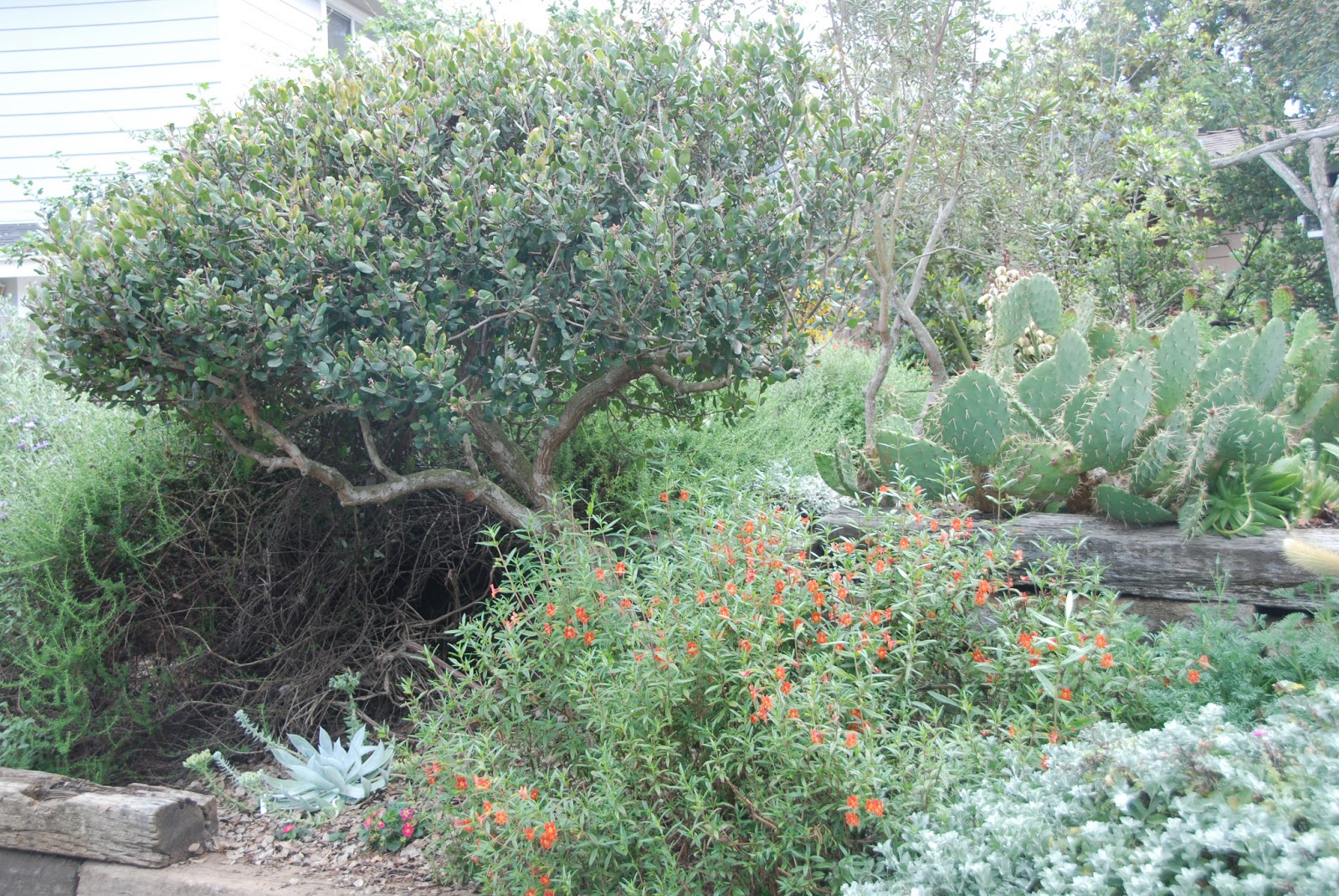 A California Native Plant Garden in San Diego County More
