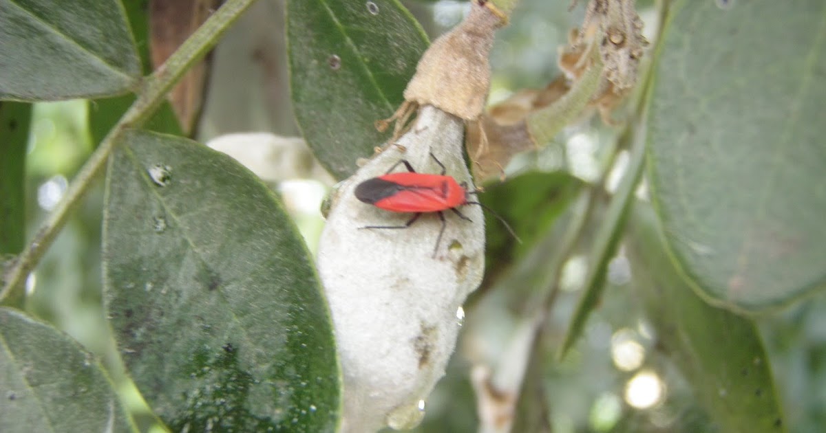 Urban IPM Insects on Mountain Laurel