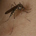 Zika Vírus confirmado também em muriçocas