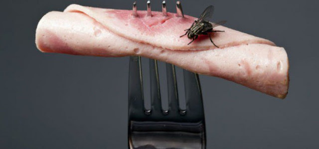 O que acontece quando uma mosca pousa na sua comida
