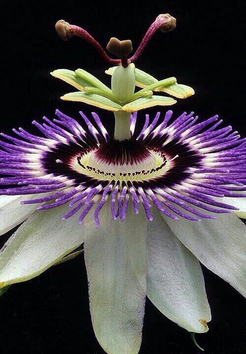 Amazing Botanical World KRISHNA KAMALAM A flower representing the