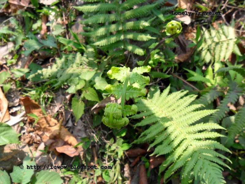 Dheki Shak(ঢেঁকি শাক) - Fern