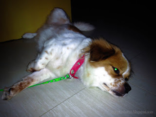 Adorable Little Brown White Dog Sleep Relaxed On The Floor In The House