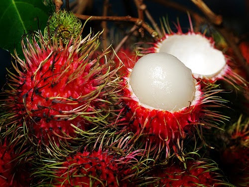 et eller andet sted Flock Høflig Papaleng Thoughts-Unplugged: 10 Exotic Spiky Fruits