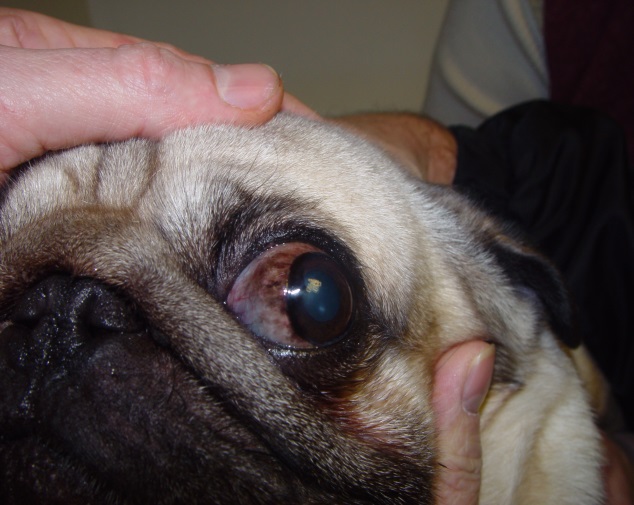 vet science Pug Eye Problem (Case)