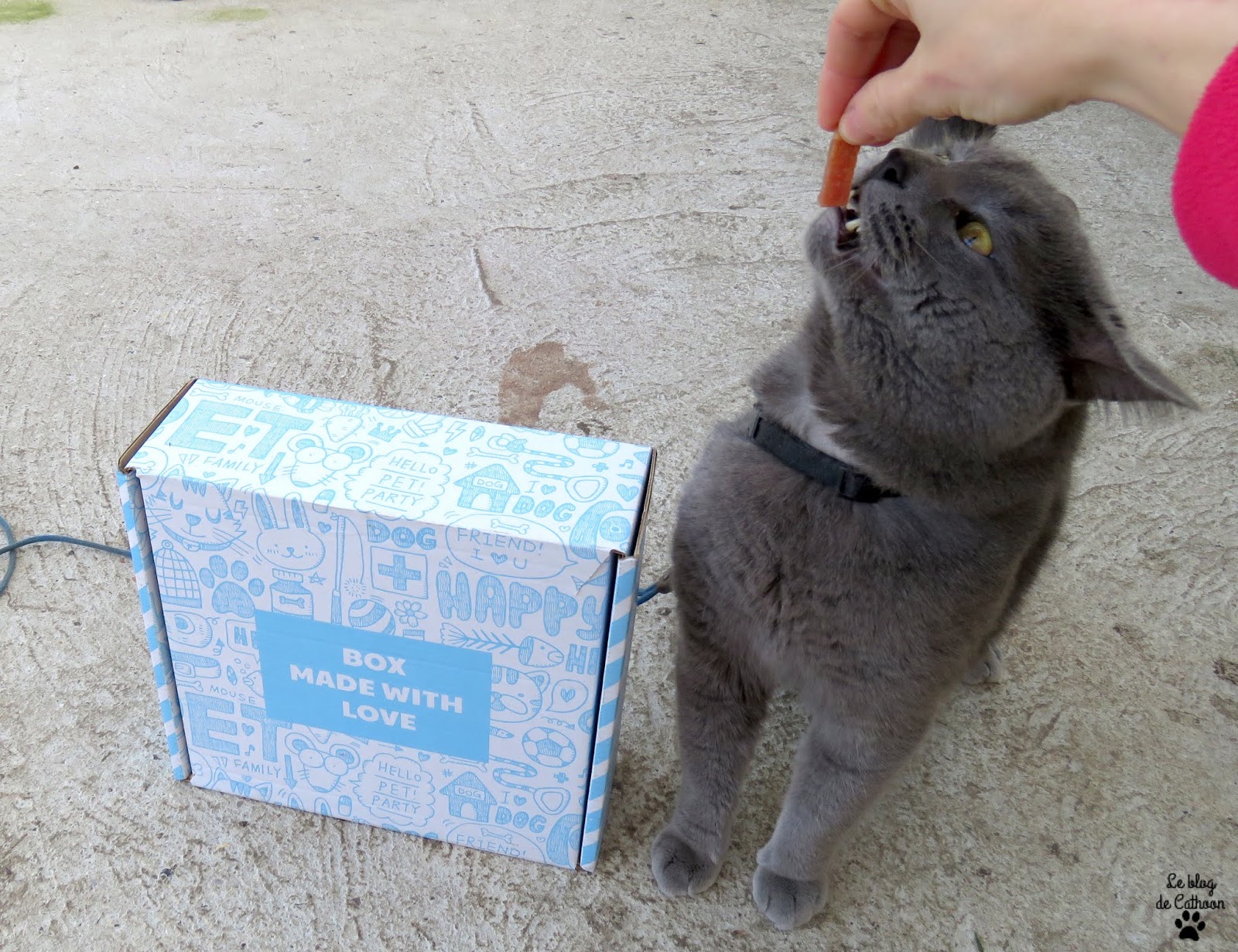 Miaoubox, la box des chats